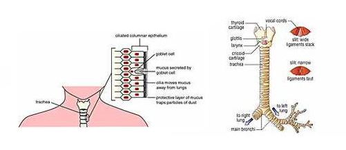 trachea