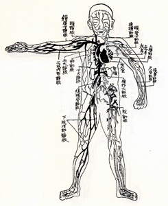 Seiko Fujita documented vital points